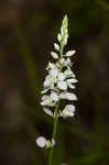 Whorled milkwort